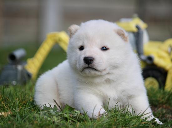 Shiba inu 